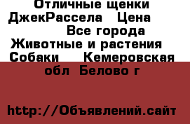 Отличные щенки ДжекРассела › Цена ­ 50 000 - Все города Животные и растения » Собаки   . Кемеровская обл.,Белово г.